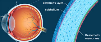 Cornea